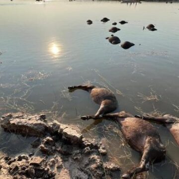 Over 100 buffaloes drown in Namibian river following stampede – Namibia Daily News