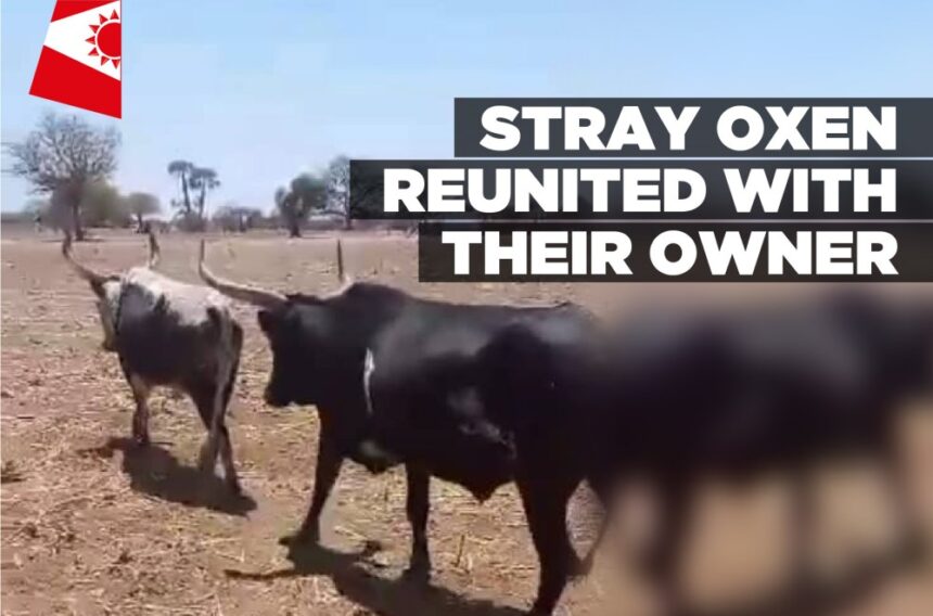 Stray oxen reunited with their owner