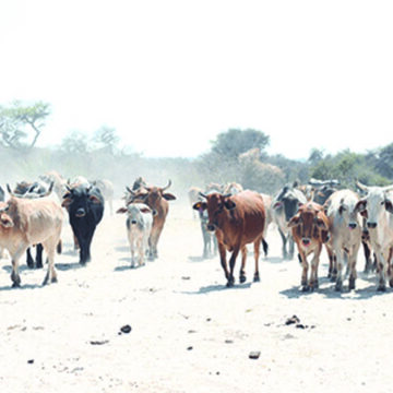 ‘Mysterious’ cattle deaths in Zambezi