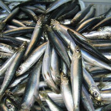 Zero TAC for pilchard remains in force