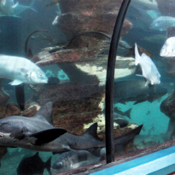 National aquarium closes for overhaul after 30 years