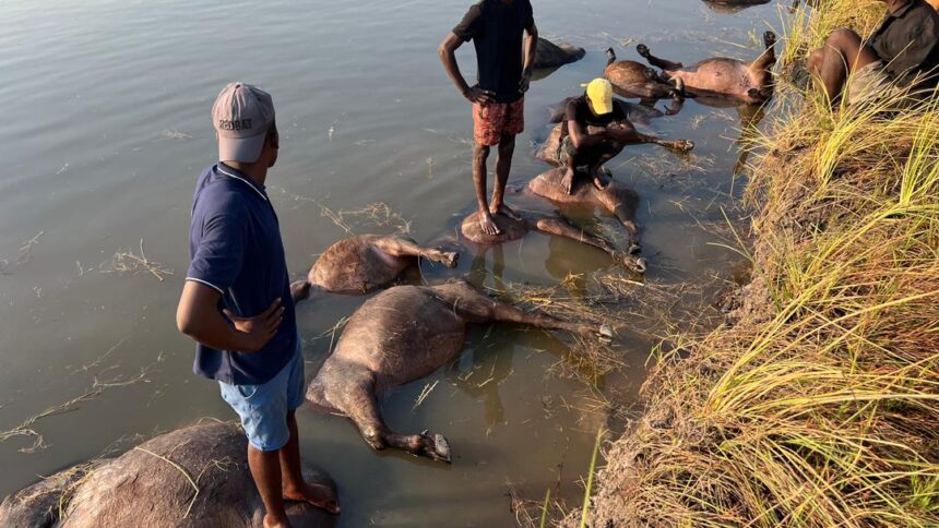 Over 100 buffalo drown in Zambezi