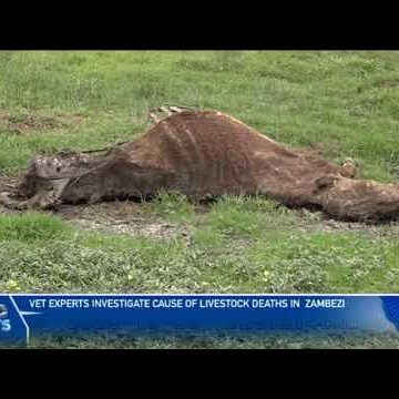 Veterinary experts in Zambezi to establish cause of cattle deaths – nbc