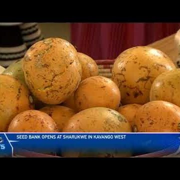 Namibia’s first Seed bank opens its doors – nbc