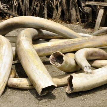 24 elephant tusks seized in undercover operation in Namibia – Namibia Daily News