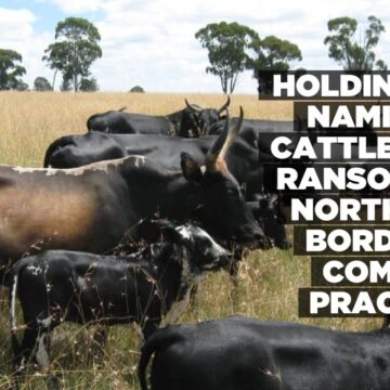 Holding of Namibian cattle for ransom at northern border a common practice