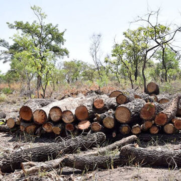 Govt suspends commercial harvest of mopane trees in Kunene