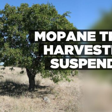 Mopane tree harvesting suspended – Informanté