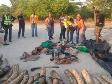 Zambezi Police Investigate Poaching of Elephants