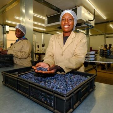 Zimbabwe’s blueberry producers target Chinese market – Namibia Daily News