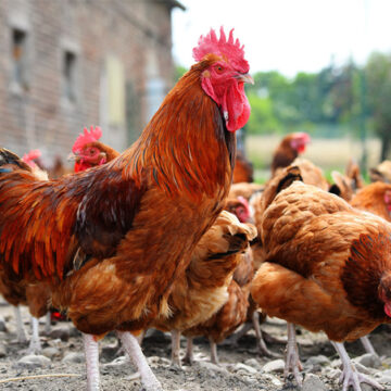 Households spared from poultry permits