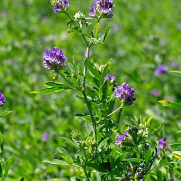 Growing Lucerne as Fodder Crop