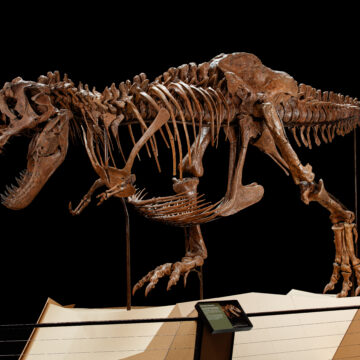 Barbara and Peter, the first-ever female and male T.rex on show together, break all records