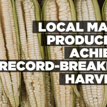 Local maize producers achieve record-breaking harvest