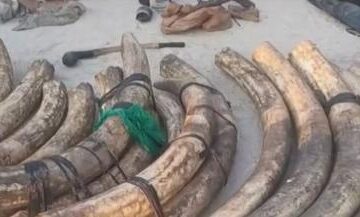 Security cluster in Zambezi crackdown on wildlife crime