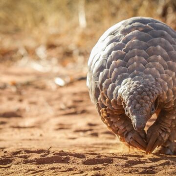 Umweltministerium besorgt über Zunahme von Pangolin-Wilderei