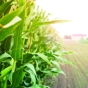 Agronomy producers run maize, groundnut trials