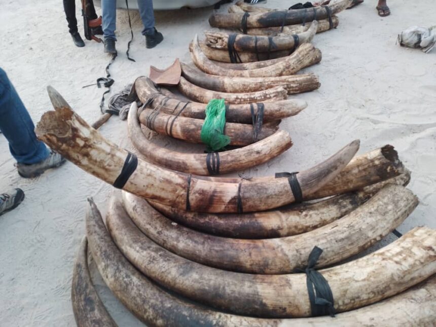 Seven men arrested for possession of 18 elephant tusks