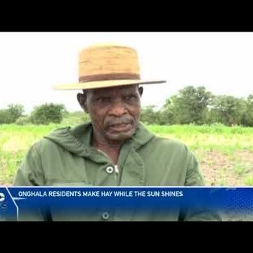 Onghala residents hope for a bumper harvest – nbc