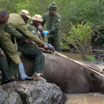 Kenya embarks on its biggest rhino relocation project. A previous attempt was a disaster