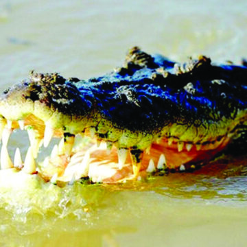 Crocodile nightmare continues in Kavango East