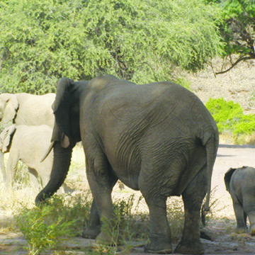 Namibia benefits from international drive to boost protected areas