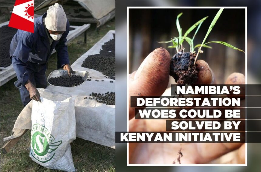 Namibia’s deforestation woes could be solved by Kenyan initiative