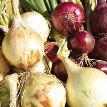 Onions dominate exports in November