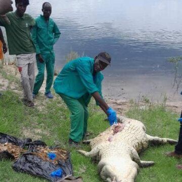 Remains of child found inside crocodile