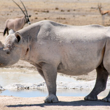 Skeleton Coast-Etosha conservation bridge receives N$18m annual funding