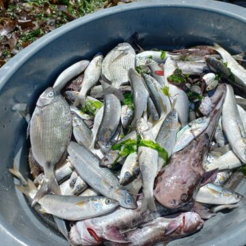 Sulphur bloom causes marine life wash-out along central coast