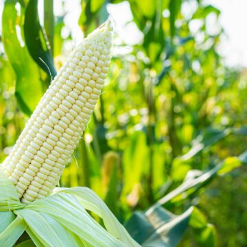 Namibia imports 82,000 tonnes of maize in 2023