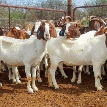 EIF to distribute 750 goats in Kunene