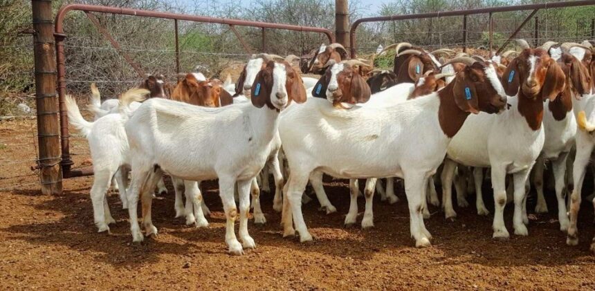 EIF to distribute 750 goats in Kunene