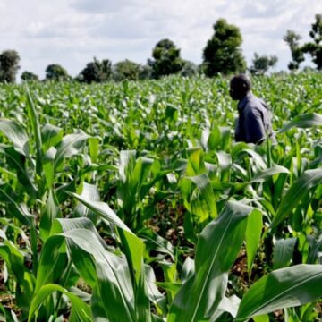 Heavy rains destroy NCS maize at Divundu 