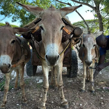 Millions of donkeys killed each year to make medicine