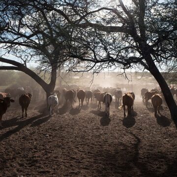 Namibia: Govt Investigates Mass Cattle Deaths in Zambezi