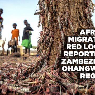 African Migratory Red Locust reported in Zambezi and Ohangwena regions