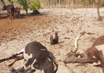 Agriculture Ministry releases report on cattle deaths in Zambezi Region