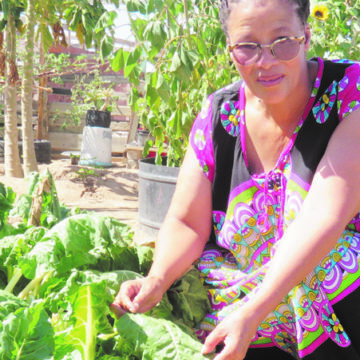 Community Gardens Contributing to Food Security – News