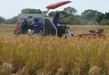 Government avails N8 million to revive Kalimbeza National Rice Project