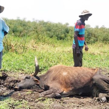 Govt investigates mass cattle deaths in Zambezi – Latest News