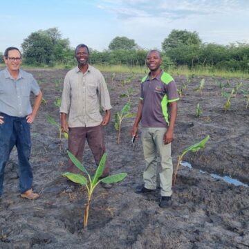 Namibia starts banana industry development trial