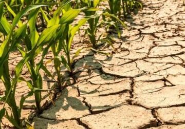 NDP urges government to declare drought an emergency