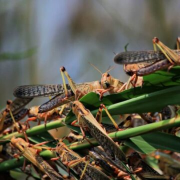 Red locust outbreak in parts of Ohangwena