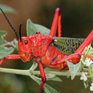 Red locusts destroy 10 hectares of crops in Zambezi