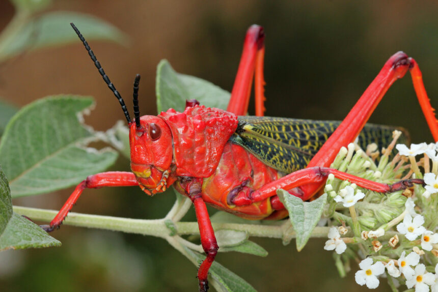 Red locusts destroy 10 hectares of crops in Zambezi