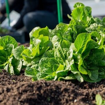 Windhoek secures funding  to improve urban agriculture