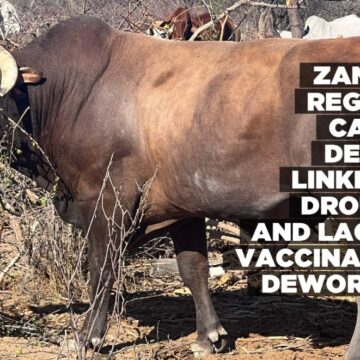 Zambezi Region’s cattle deaths linked to drought and lack of vaccination, deworming