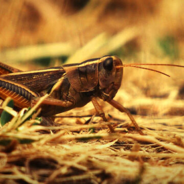 Drought, locust outbreak hit Zambezi farmers hard